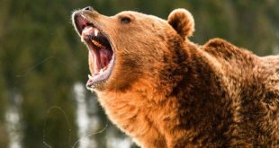 Финская пограничница Эрика Янкя заявила о нападении на нее медведя на границе с РФ
