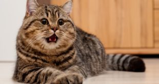 Microbiology Spectrum: кошки могут играть определенную роль в передаче COVID-19
