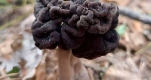 Жительница Новосибирской области нашла в лесу неизвестные черные грибы