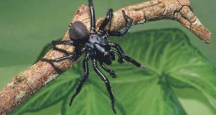 PLOS ONE: самый опасный паук меняет свой яд в зависимости от настроения и обстоятельств