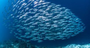 Global Change Biology: изменение климата заставило рыб мигрировать в более холодные воды