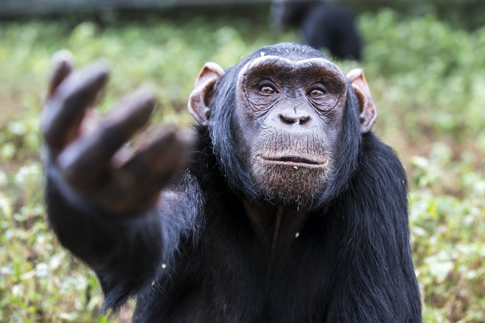 Верхняя обезьян. Обезьяна. Шимпанзе. Рука обезьяны. Фото обезьяны.