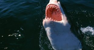 Океанолог Мухаметов: «страшный плавник» акулы из фильмов — миф, она нападает незаметно