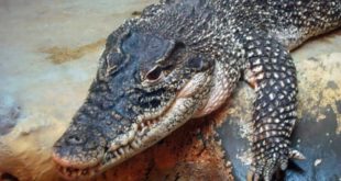 У крокодилов впервые выявлена способность к бесполому размножению