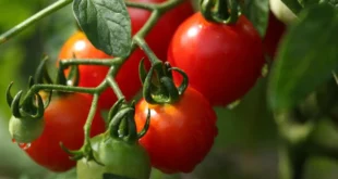 В СФУ научились выращивать овощи и зелень с регулируемым вкусом для Крайнего Севера