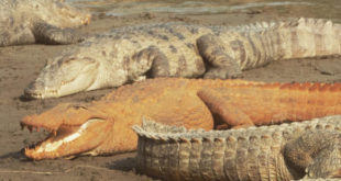 Непальские болотные крокодилы в парке Читван стали оранжевыми из-за ржавой воды