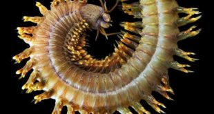 Cells: морской червь нереис регенерирует утраченные ткани кишечника и нервные клетки