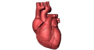 Исследование: разрушительное состояние сердца можно обратить вспять