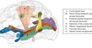 Исследователи проиллюстрировали, как речь взрослого формирует мозг ребенка