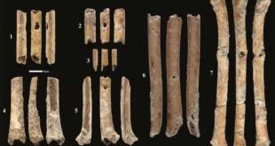 Scientific Reports: обнаружены сделанные из птичьих костей флейты возрастом 12 тысяч лет
