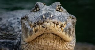 NBC News: во Флориде найден 4-метровый аллигатор с останками человека в пасти