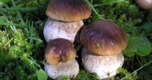 В НИУ ВШЭ узнали о влиянии грибов на организм народов Севера