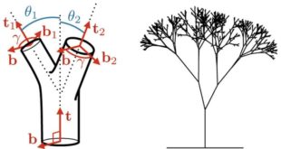 PNAS: ученые опровергли «правило деревьев» Леонардо да Винчи 500-летней давности