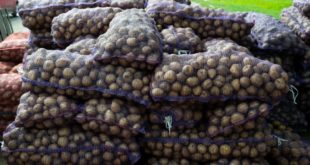 «Ведомости»: цены на картофель нового урожая за месяц упали почти на 30%