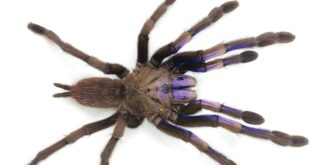 В Таиланде нашли новый вид синих тарантулов с фиолетовым оттенком