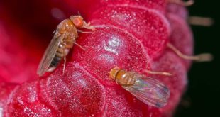 MOS-SMI: мед поможет избавиться от плодовых мушек в доме