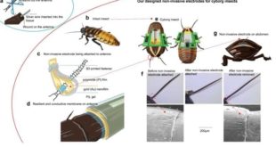 В Сингапуре нашли неинвазивный способ превратить тараканов в киборгов