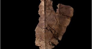 Капсула времени для черепах: ДНК найдена в древнем панцире
