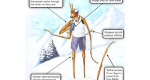 Current Biology: о снежных мухах, самоампутации, выживании и смерти