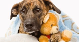 Ветврач Бубликова: новая болезнь собак из США вряд ли попадет в РФ