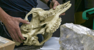 УрФУ: в Таджикистане палеонтологи нашли череп верблюда возрастом 2,5 млн лет