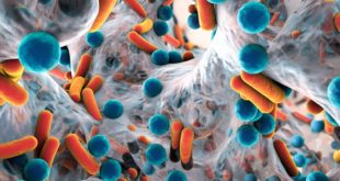 Ученые США нашли у бактерий память поколений