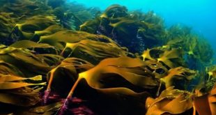 Nutrients: бурые морские водоросли эффективно снижают уровень сахара в крови