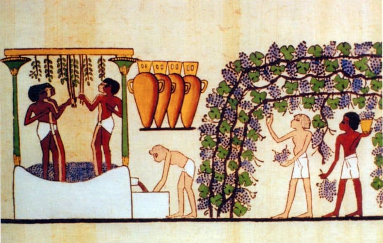 В древнем риме люди начали выращивать розы. Фрески виноделие Египет. Египетские фрески виноделия. Древний Египет виноделеие. Виноградство в древнем Египте.