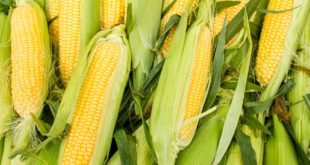 Врач Елена Малышева: кукуруза способна защитить от остеопороза и рака