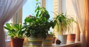 Эксперт признала, что перекись водорода избавит комнатные растения от вредителей