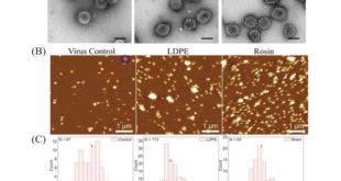 Microbiology Spectrum: смола уничтожает коронавирус на пластиковых поверхностях