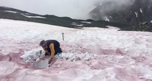 Ученые зафиксировали феномен кровавого снега в Приморском крае