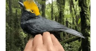 Орнитологи в Конго организовали фотосессию птицы, которая «пропала» 20 лет назад