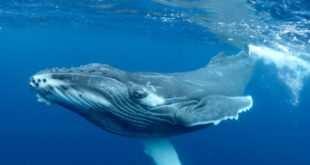 Ученые провели исследование и открыли, как поют горбатые киты