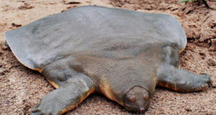 Считавшаяся вымершей мягкотелая черепаха обнаружена в Индии