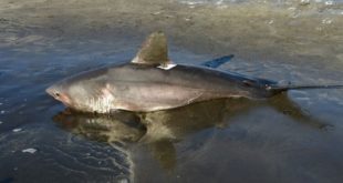 У берегов Курильских островов обнаружена двухметровая акула