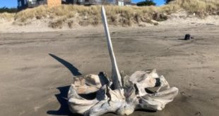 Sacramento Bee: гигантский череп выбросило на пляж в штате США Калифорния