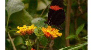 Бабочки имитируют поведение друг друга в полете, чтобы избежать хищников