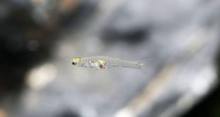 В Мьянме обнаружена крошечная рыбка с «голосом» громче, чем у двигателя самолета