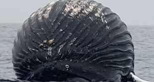Норвежский рыбак столкнулся в море с китом в форме воздушного шара