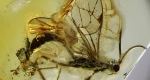Калининградский ученый провел анализ и обнаружил в янтаре новый вид древней осы