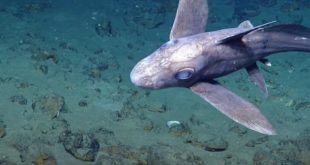 В Таиланде обнаружена акула-призрак с мерцающими глазами и огромной головой