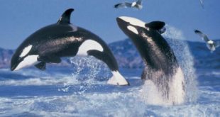 Тайна менопаузы у самок китов раскрыла эволюционное преимущество человечества