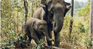 Азиатские слоны скорбят и хоронят своих мертвых детенышей