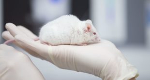 Новозеландские учёные установили, что глютен вызывает воспаление мозга у мышей
