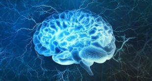 «МИР 24»: российские ученые выявили ген, способный подавлять разрушение мозга