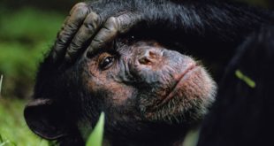 Группа ученых подписала декларацию, признающую наличие сознания у животных