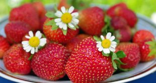 Nutrients: восемь ягод клубники в день могут восстановить когнитивное здоровье