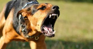 TAMU: приступы агрессии у собак может вызвать судорожная активность мозга
