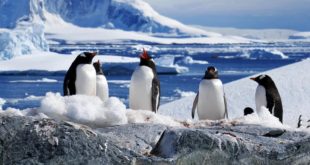 Science Advances: проведен анализ и выявлено опасное таяние ледников Антарктиды